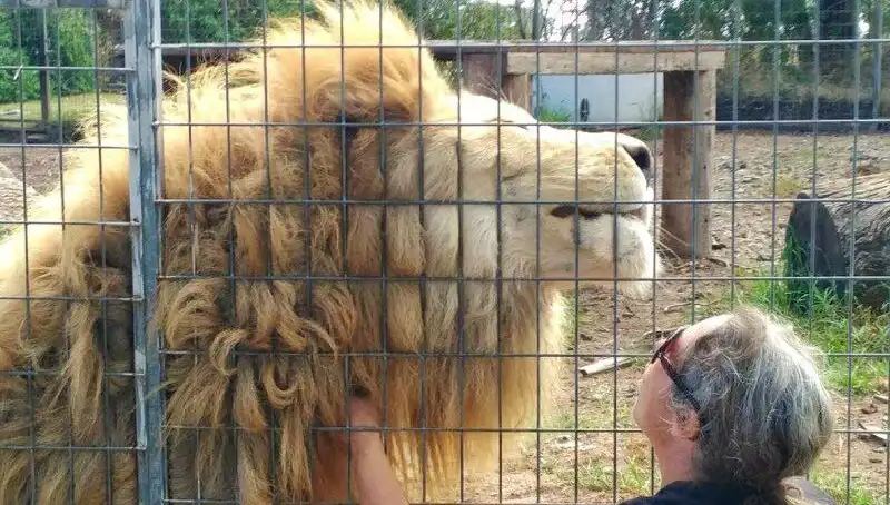 Avustralya'da Korkunç Bir Olay: Aslan Kadının Kolunu Kafes İçinden Kaptı