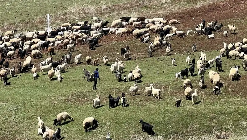 Çoban Krizi: 70 Bin Lira Maaşı Beğenmeyen Çobanlar Kimler?