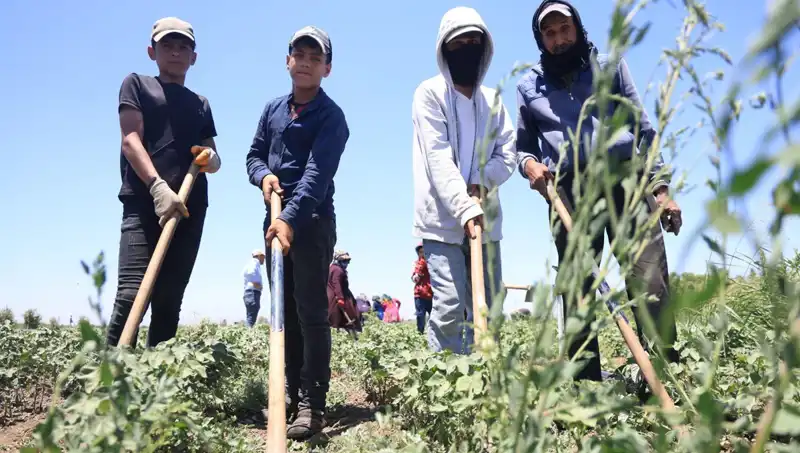 Bu Sıcak Günlerde 650 TL Yevmiye ile Zorunlu Çalışma Koşulları