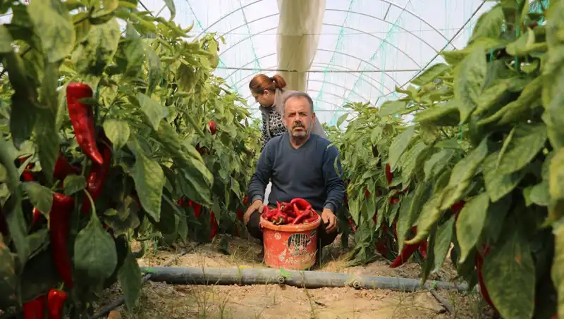 Fiyat Artışları Tüketicileri Bunalttı: Yüzde 50'lik Artışlar Nereden Geliyor?