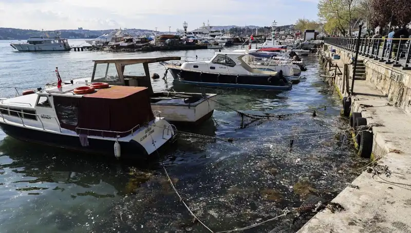 İstanbul'da Müsilaj Krizi: Tedbirler Alındı, Halkın Endişesi Büyüyor