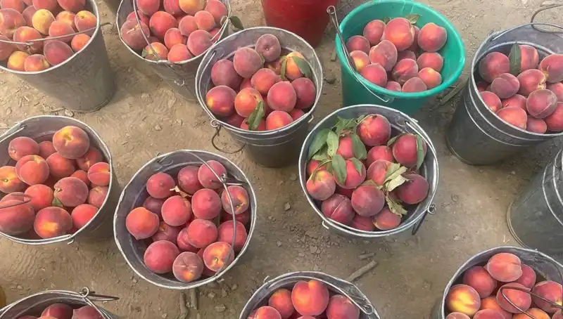 Çiftçiler Hasatta Ne Kadar Kazanıyor? 100 Lira Fiyatı Ön Planda!