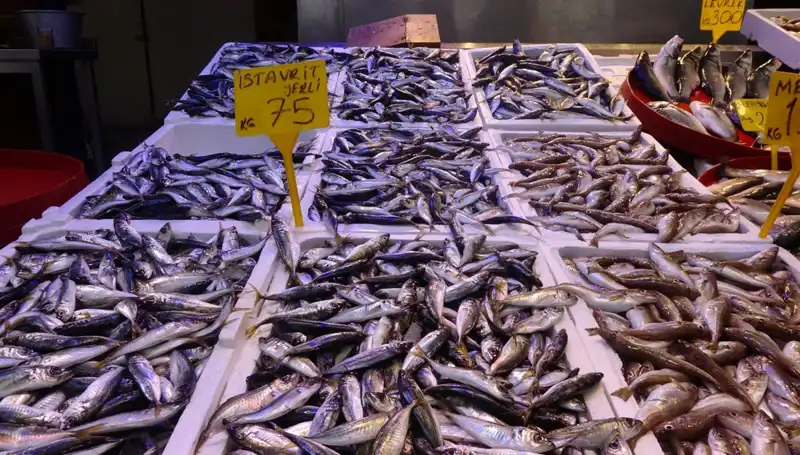 Balık Sezonunun Sona Ermesi: Tutkunların Beklentileri ve Son Durum