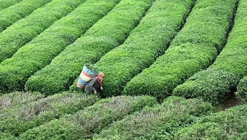 Bayramda ÇAYKUR'dan Hem Tat Hem De Yaş Çay Alımı Müjdesi