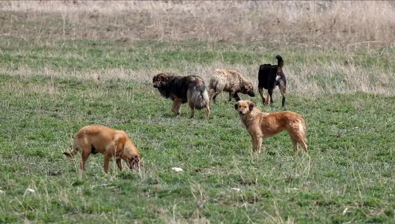 Ankara'da Sahipsiz Köpeklerin Barınaklarda Kalma Zorunluluğu: Cezası 71 Bin Lira!