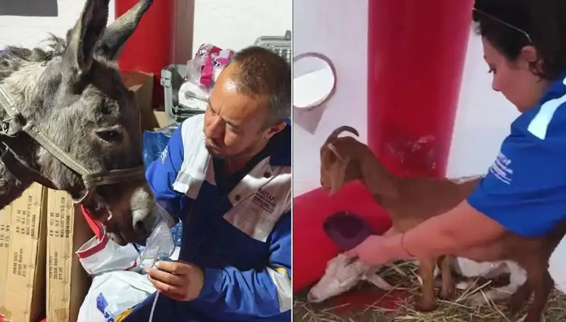 Yangında Tahrip Olan Eşeğe Şaşırtıcı Oksijen Maskesi Tedavisi Uygulandı