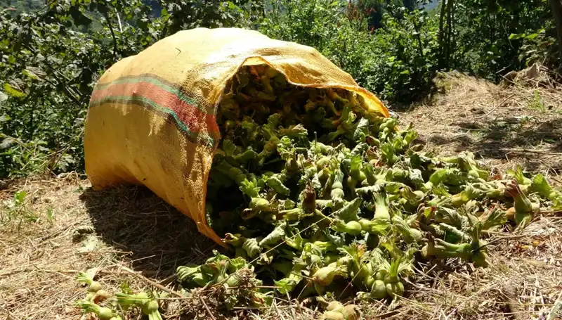 Giresun'da Fındık Hasadı: Bu Yıl Beklentiler Nasıl Şekillendi?