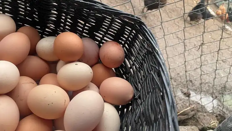 Okulların Açılmasıyla Birlikte En Ucuz Protein Seçeneği: Daha Sağlıklı Bir Gelecek İçin Hazır Mıyız?