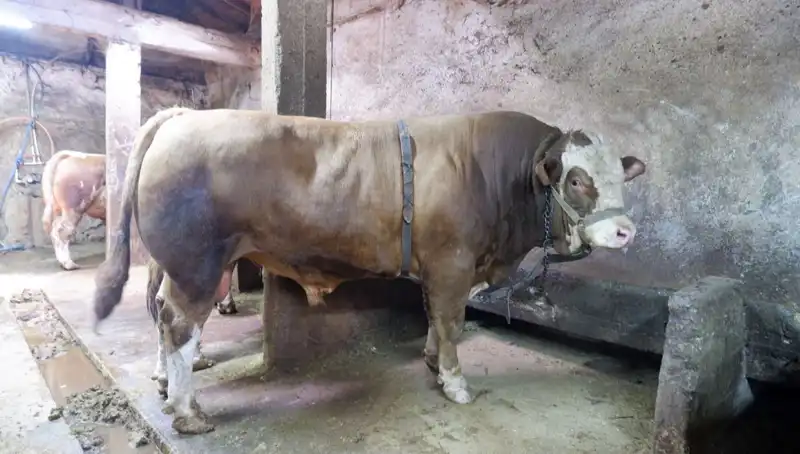 1 Ton 200 Kilo Değerli Eşya Satıldı: Şok Fiyatla Alıcısını Buldu!