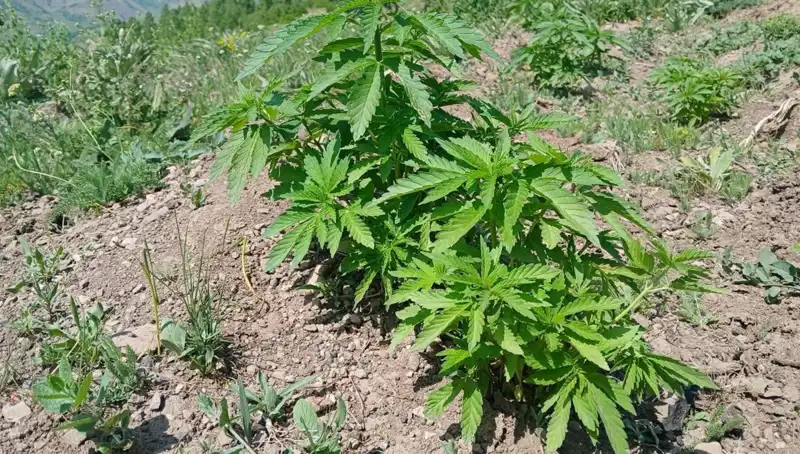 Bingöl'de Kaçak Tütün ve Kenevir Operasyonunda Şok Edici Ele Geçirilmeler