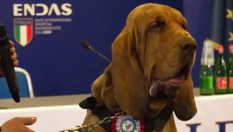 Arama Köpeğine Suikast: Çivili Sosisle Yapılan Saldırı Şok Etti