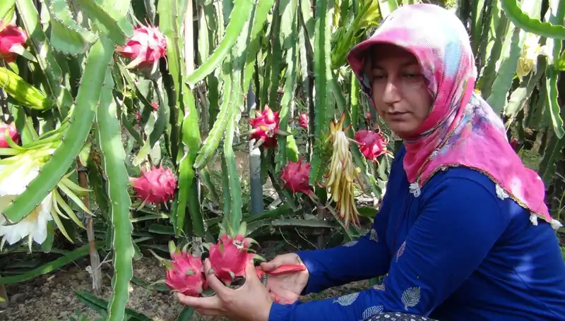 Emekli Oldu, Pitaya Üretiminde Yeni Bir Sayfa Açtı